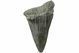 Fossil Broad-Toothed Mako Tooth - South Carolina #214493-1